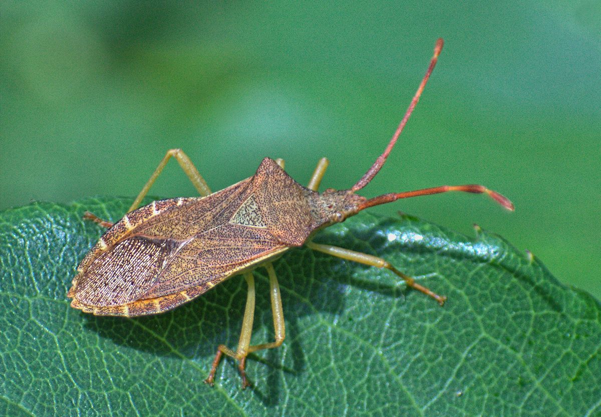 Coreus marginatus? No, Gonocerus acuteangulatus